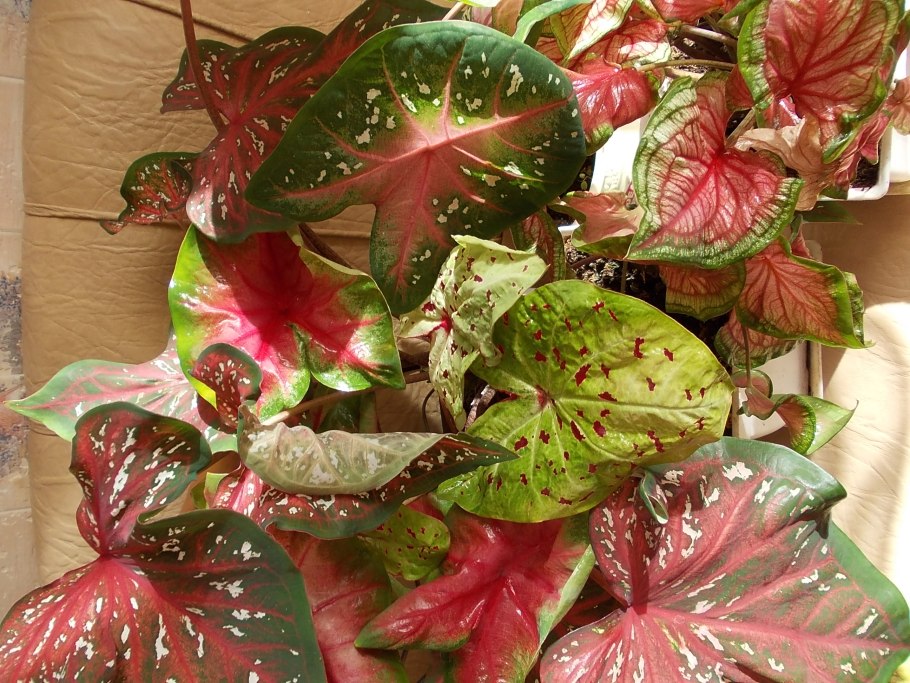 Каладиум Rose Glow