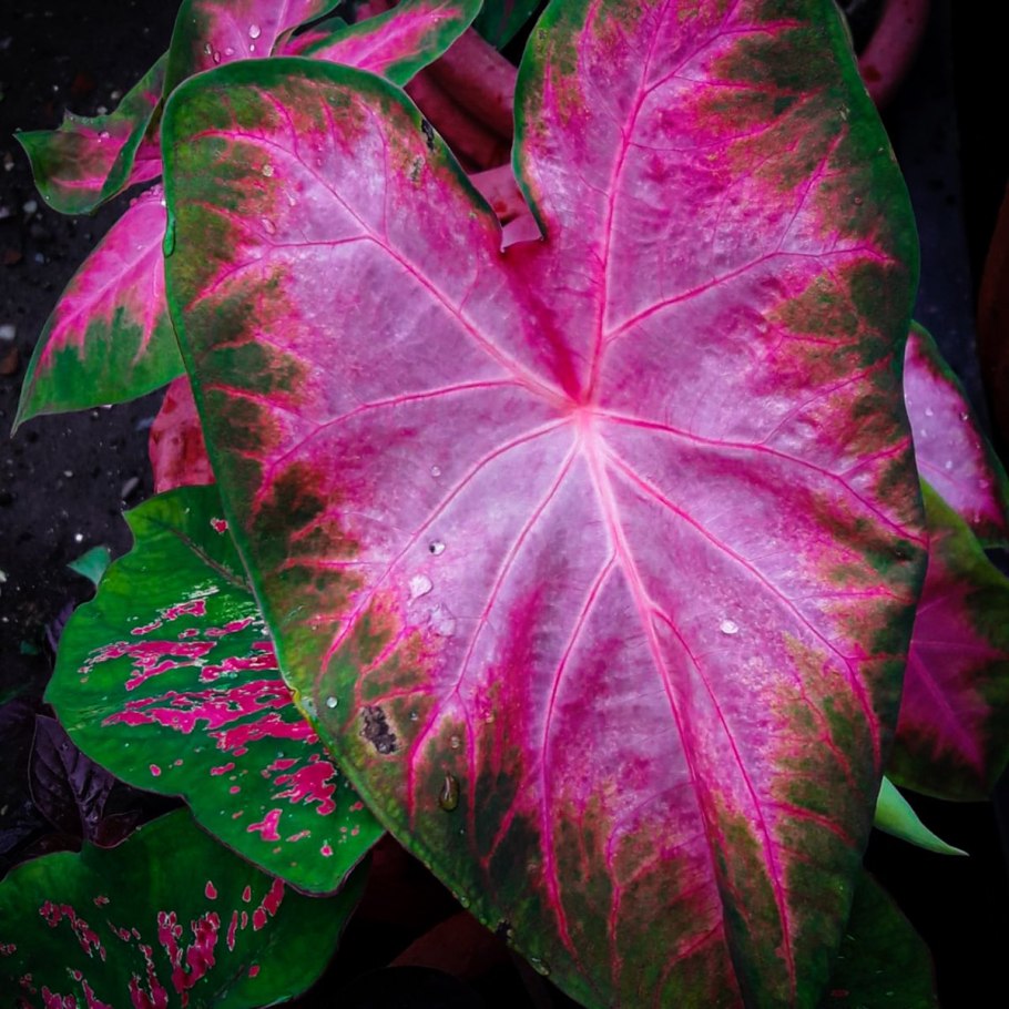 Каладиум роузбад