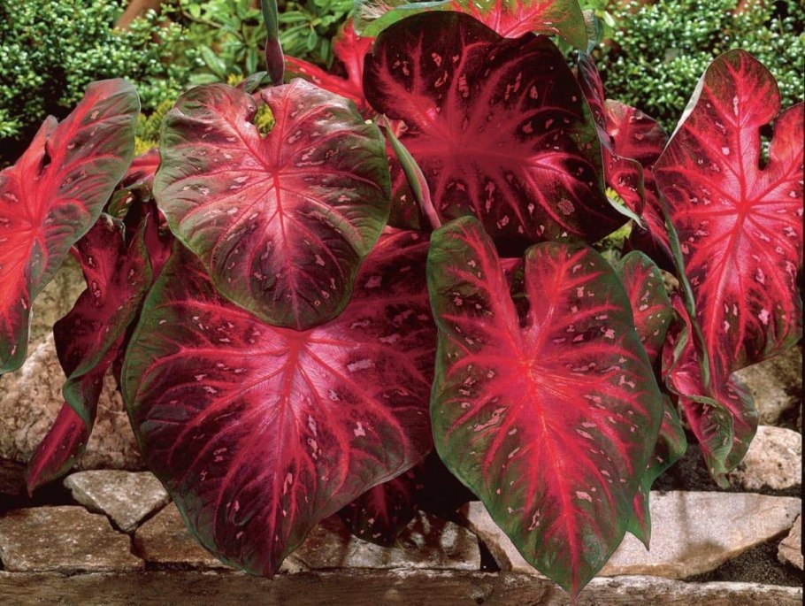 Каладиум Шомбурга