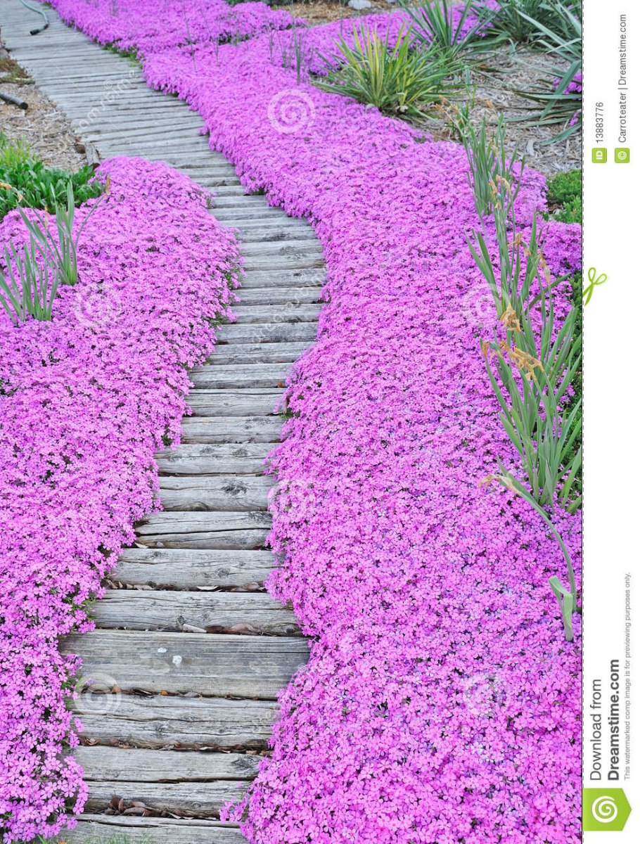 Бордюрные цветы низкорослые