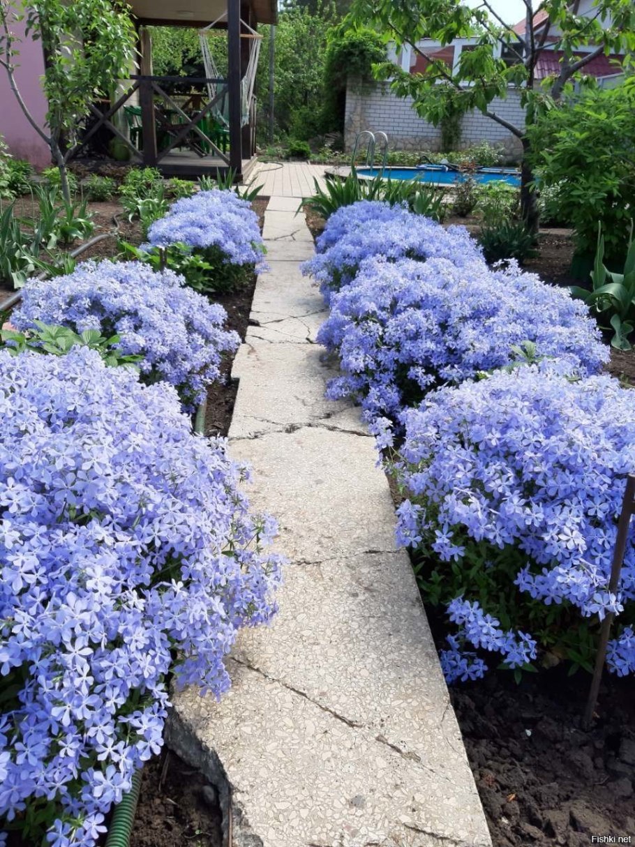 Агератум и лобелия