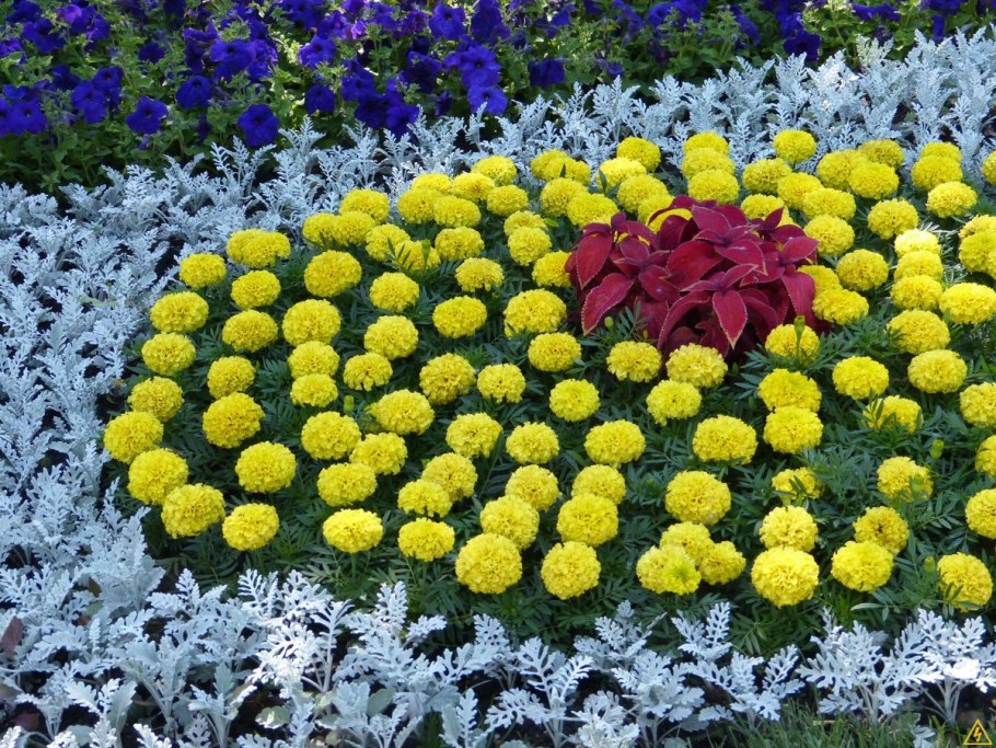 Эшшольция агератум рабатка