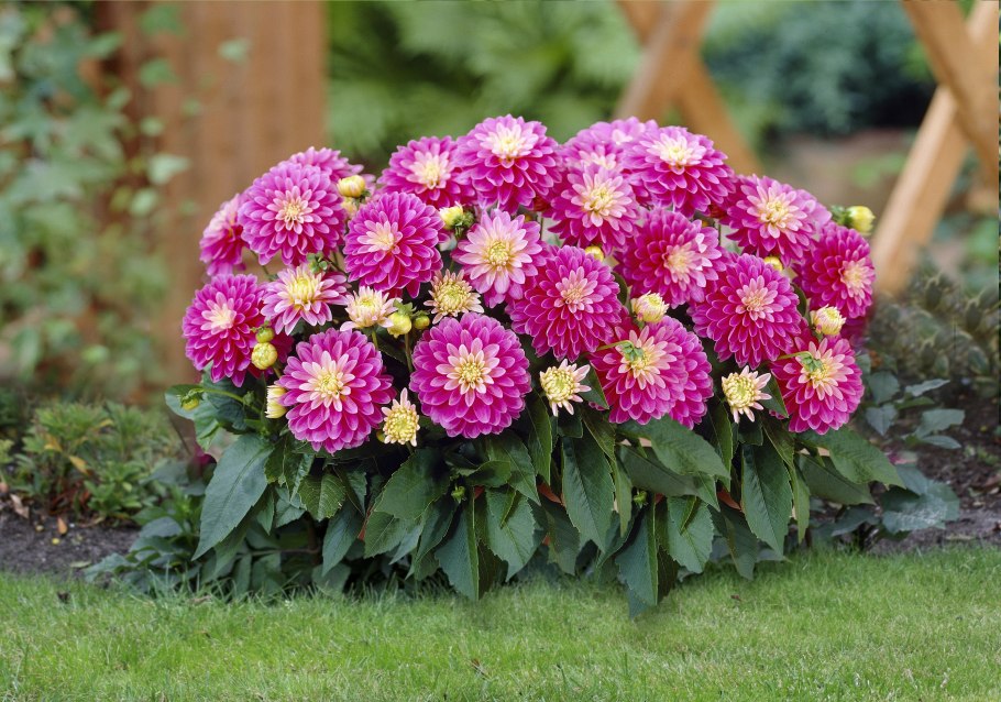 Низкорослые бордюрные георгины