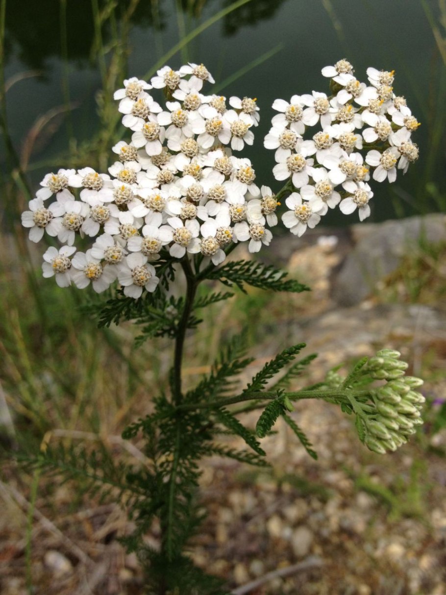 Тысячелистник Achillea moonshine