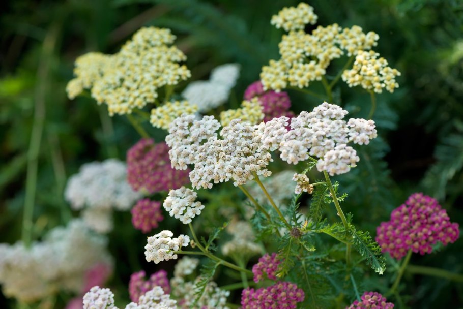 Achillea millefolium экологическая группа