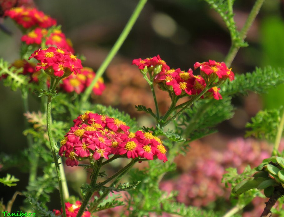 Тысячелистник/гранат Yarrow