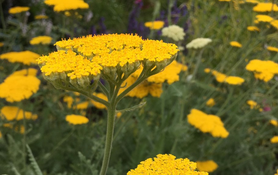 Тысячелистник Лаура