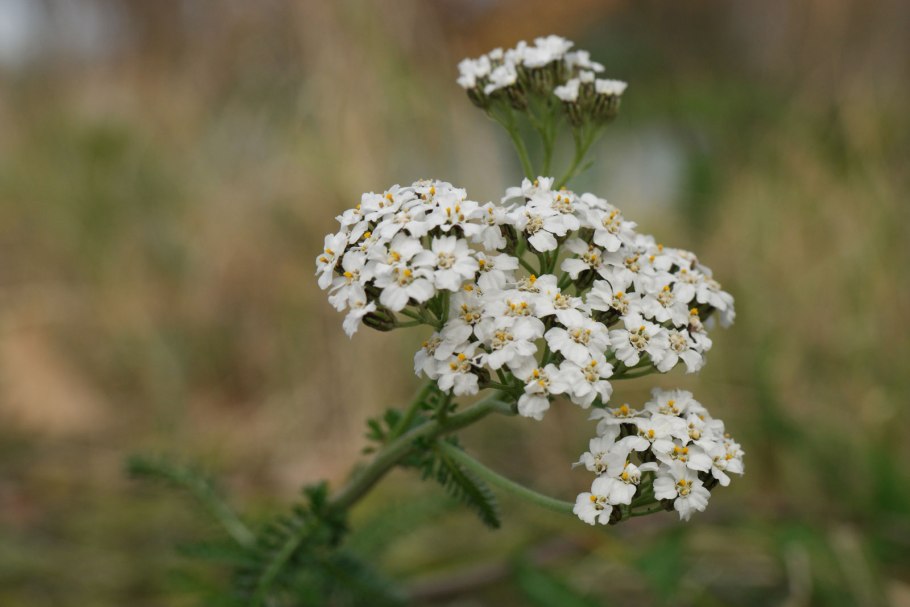 Тысячелистник кустарник