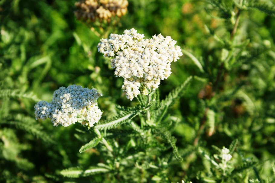 20. Тысячелистник обыкновенный {Achillea millefolium)