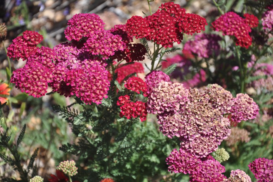 Тысячелистник Муншайн