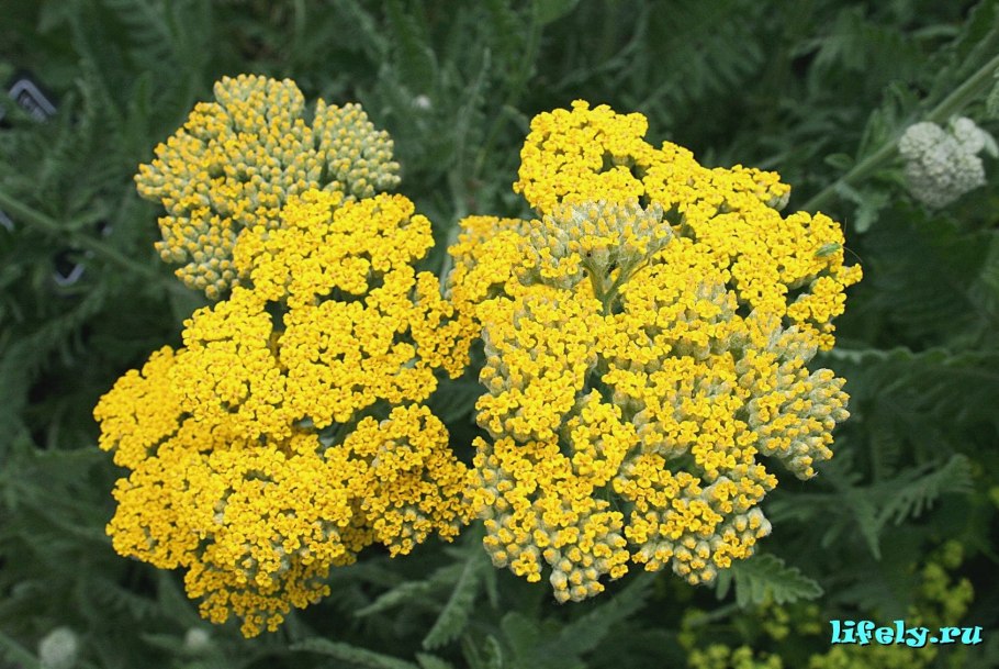 Тысячелистник желтый ландшафте