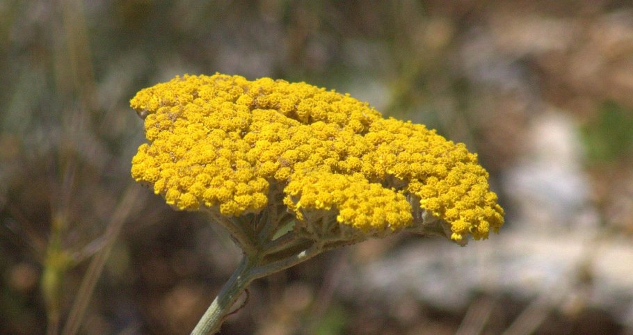 Ахиллея (тысячелистник) Йеллоу