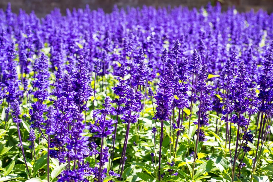 ГФ шалфей остепененный