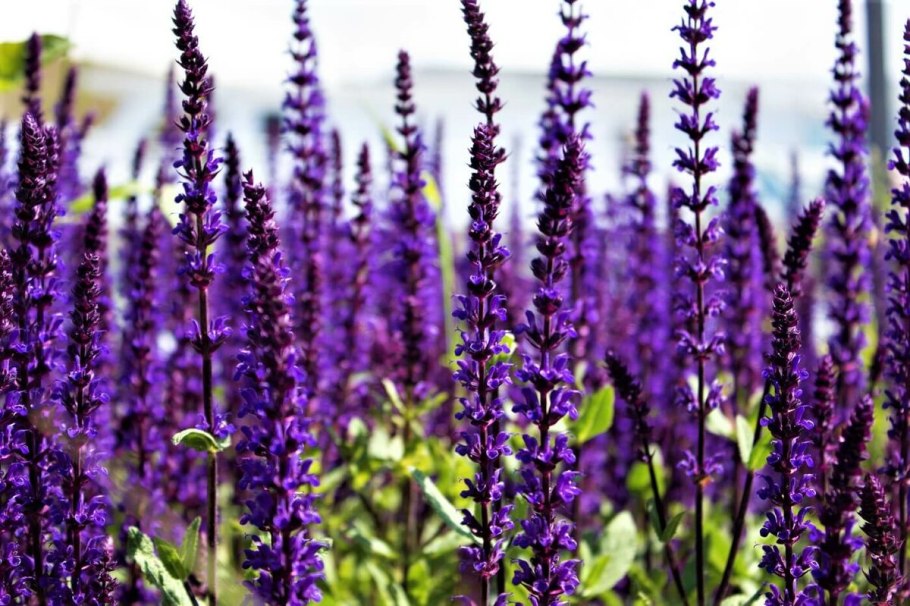 Шалфей Salvia leucantha