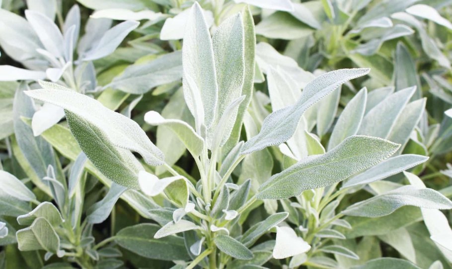 Котовник крупноцветковый Nepeta grandiflora