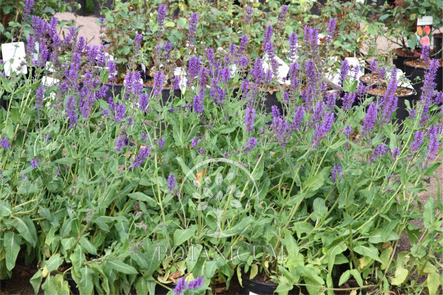 Шалфей в Крыму