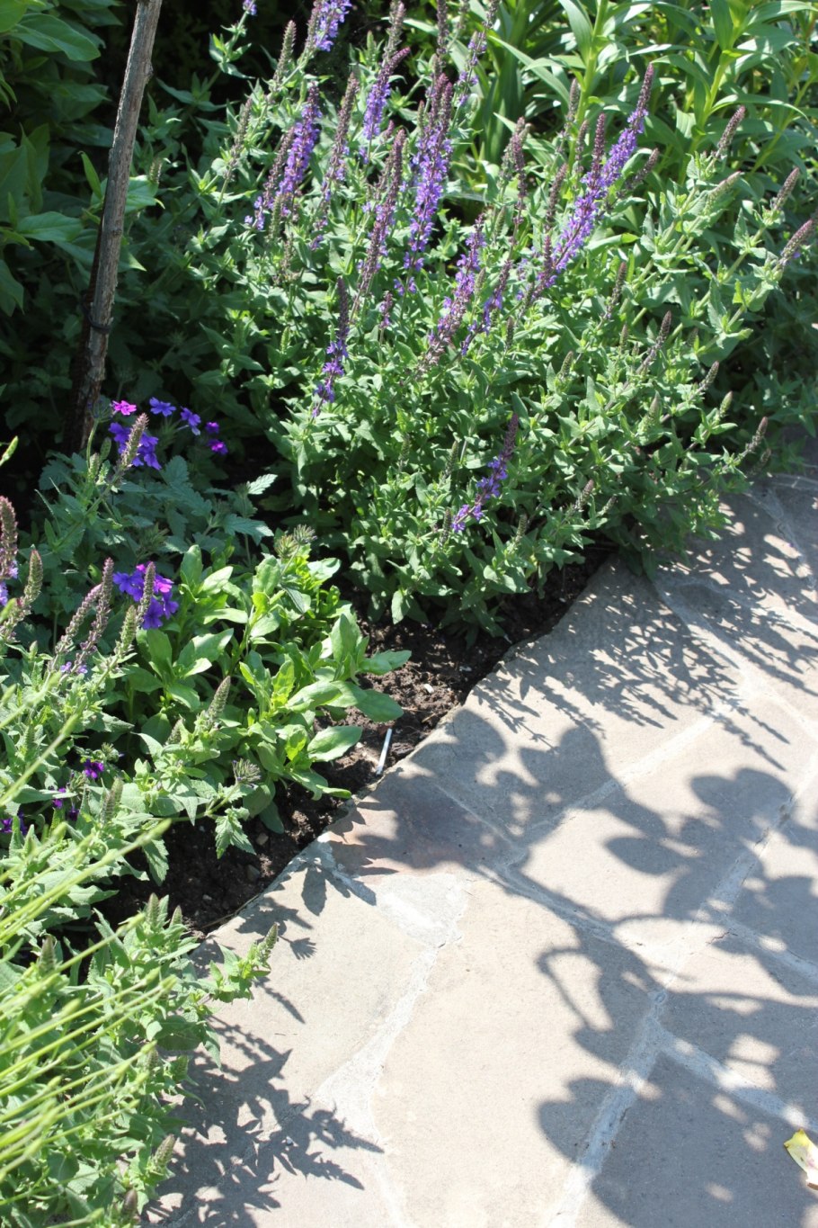 Вероника longifolia Blue