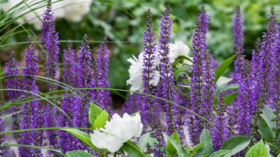 Котовник Фассена (Nepeta faassenii &#96;Kit Cat&#96;)