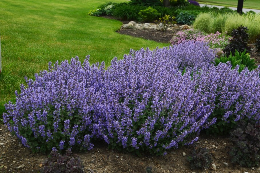 Шалфей Дубравный 'Mainacht'