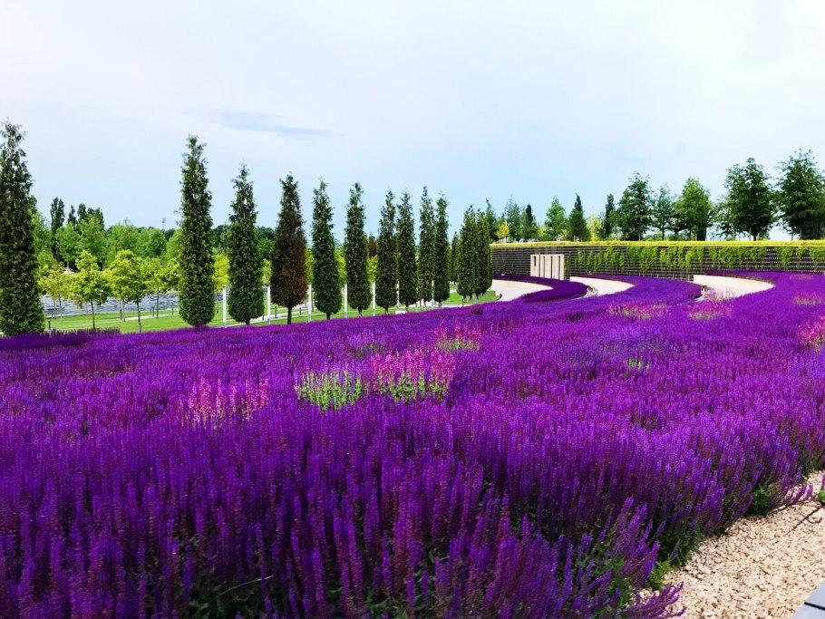 Шалфей лавандолистный