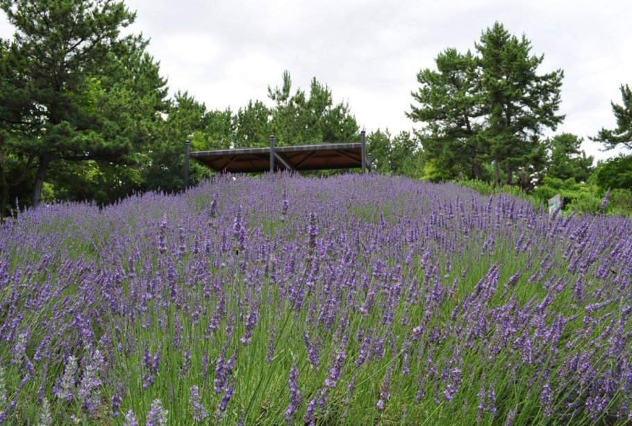Шалфей лавандоволистный