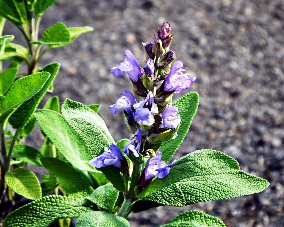 Сальвия (шалфей)