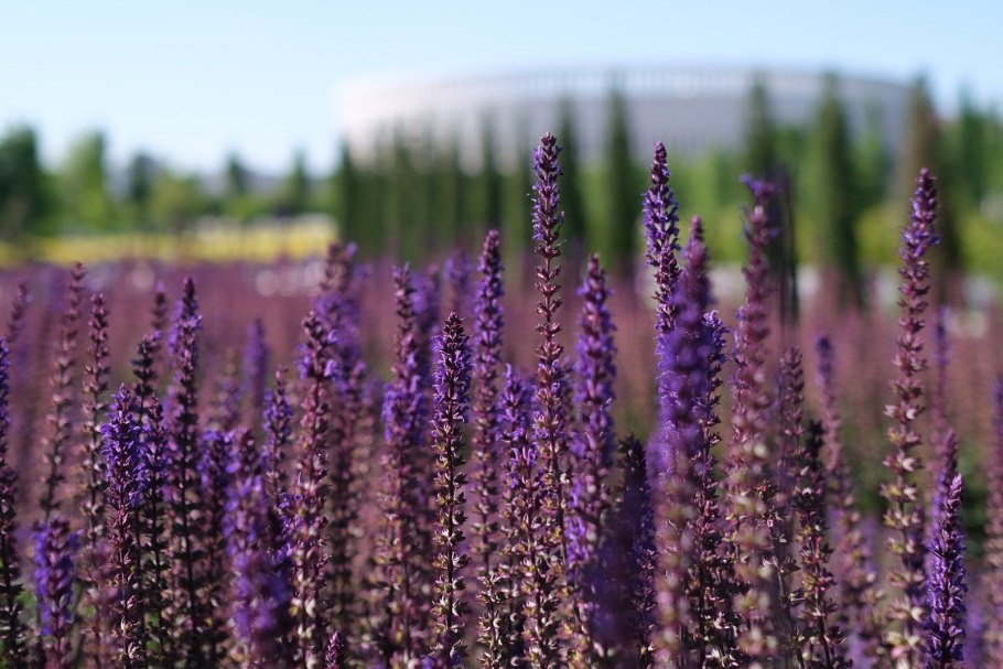 Шалфей Дубравный фиолетовый