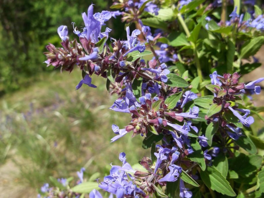 Шалфей всеобъемлющий ( Salvia amplexicaulis ).