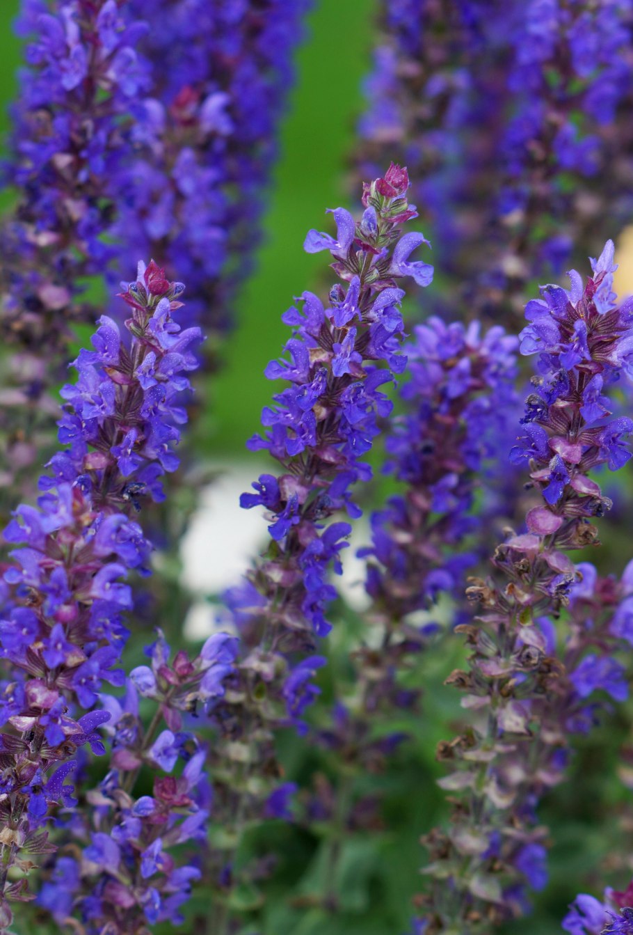 Котовник Фассена Six Hills giant