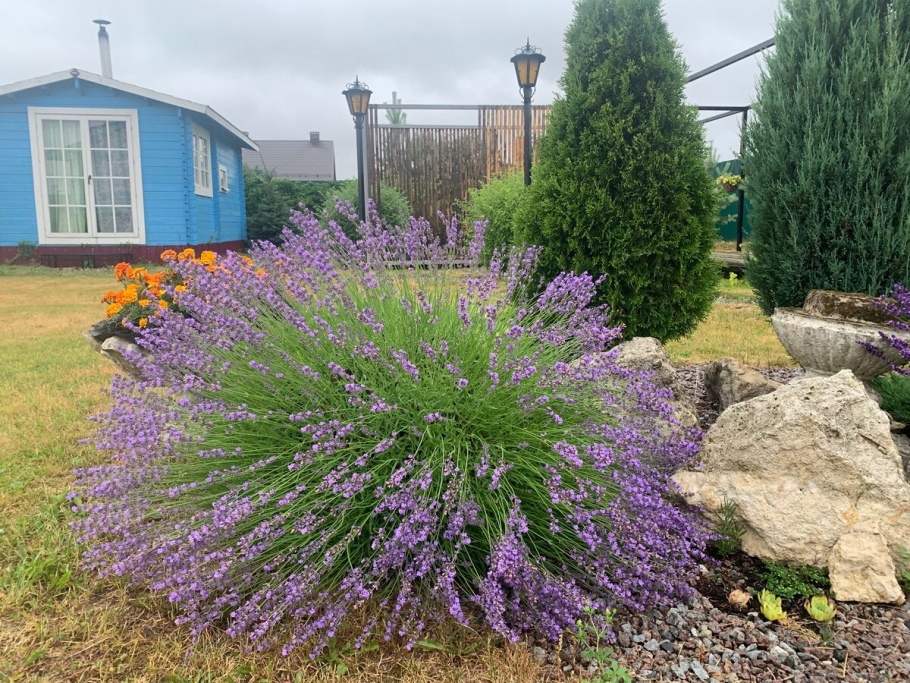 Шалфей Дубравный 'Mainacht'