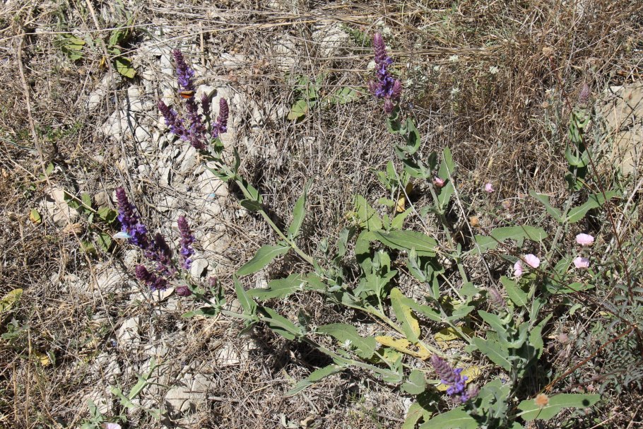 Шалфей и котовник