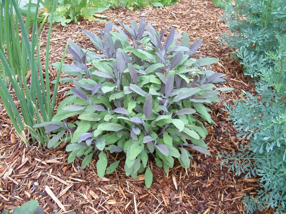 Сальвия PURPURASCENS