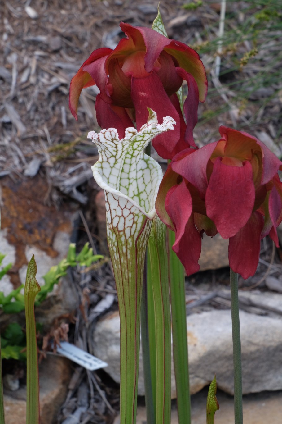 Саррацения красная