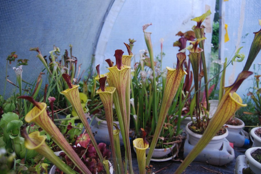 Саррацения (Sarracenia)