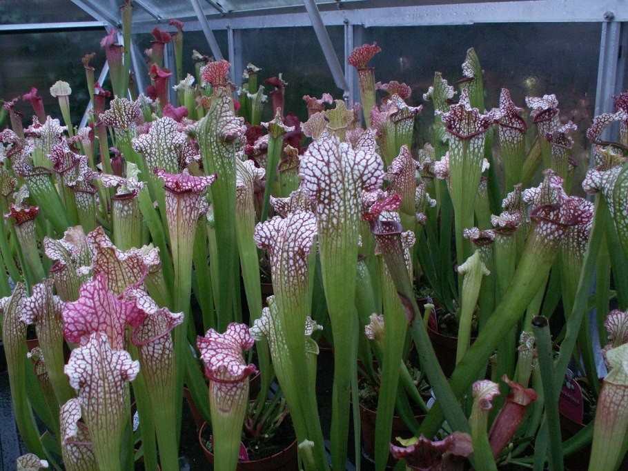 Саррацения ГОРОЛЮБИВАЯ