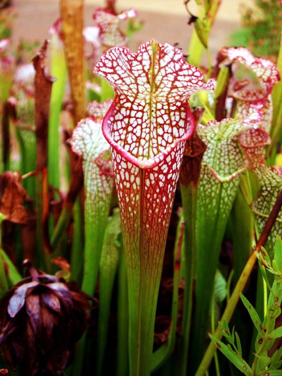 Мухоловка саррацения