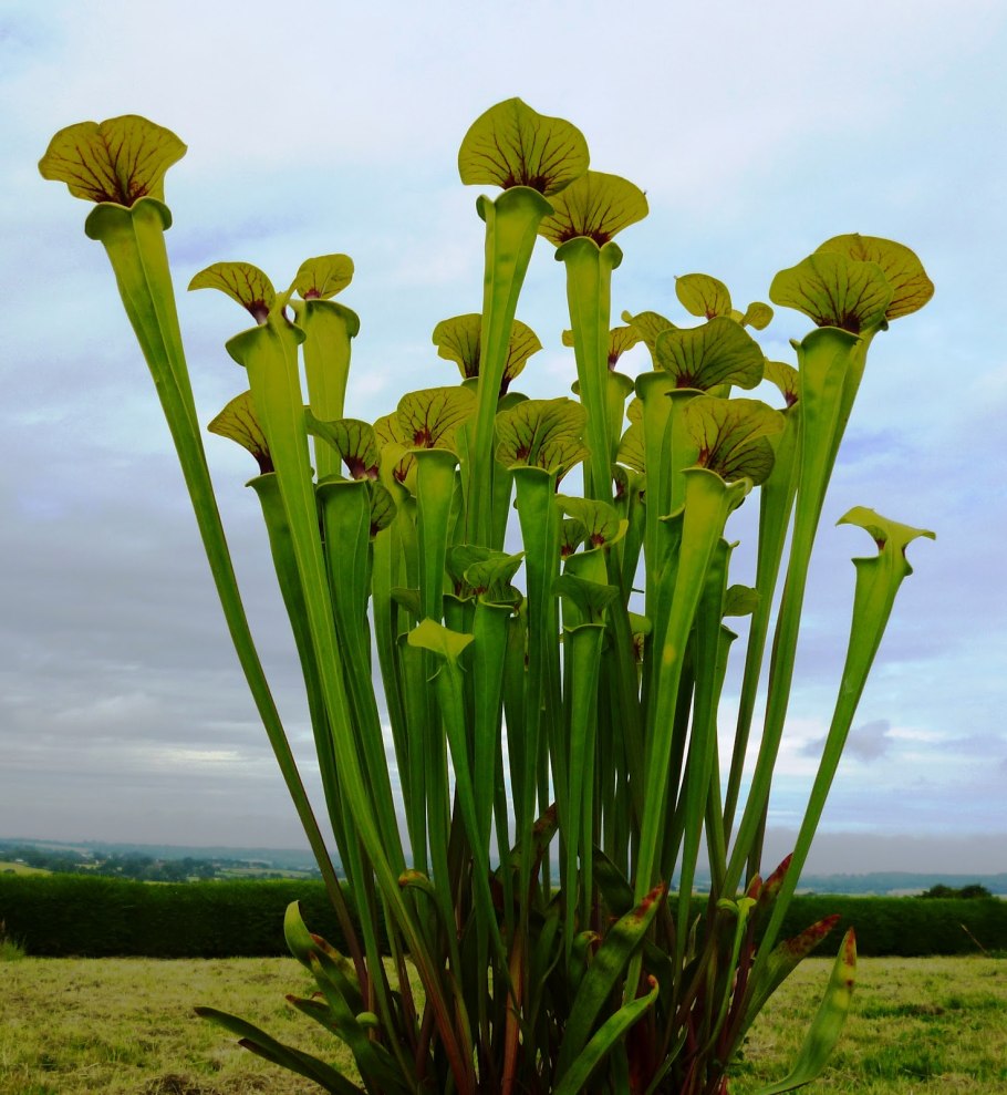 Саррацения Лейкофула