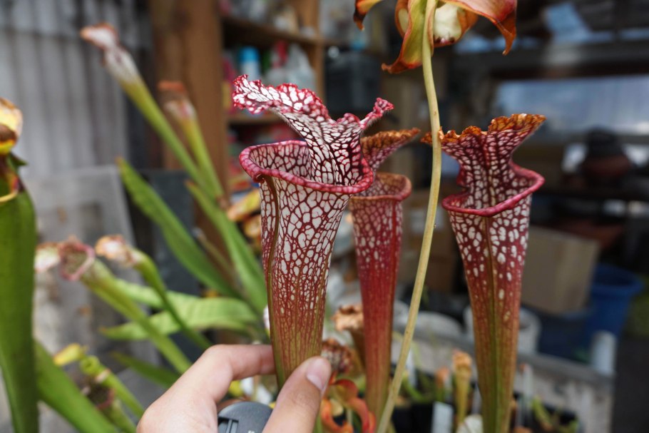 Цветок саррацении Стивенси