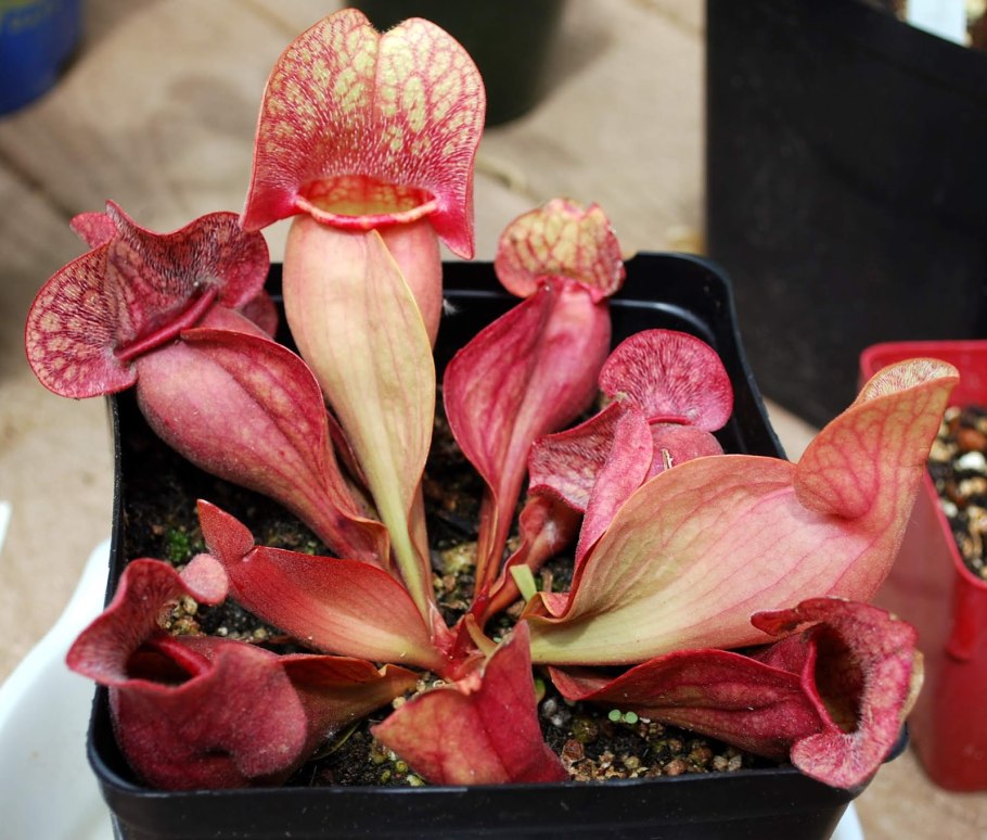 Фото Sarracenia purpurea Seeds Purple carnivorous Plants