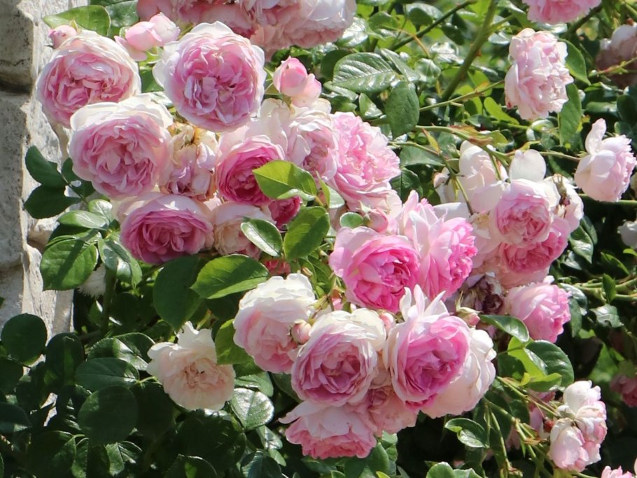 Роза Ясмина плетистая