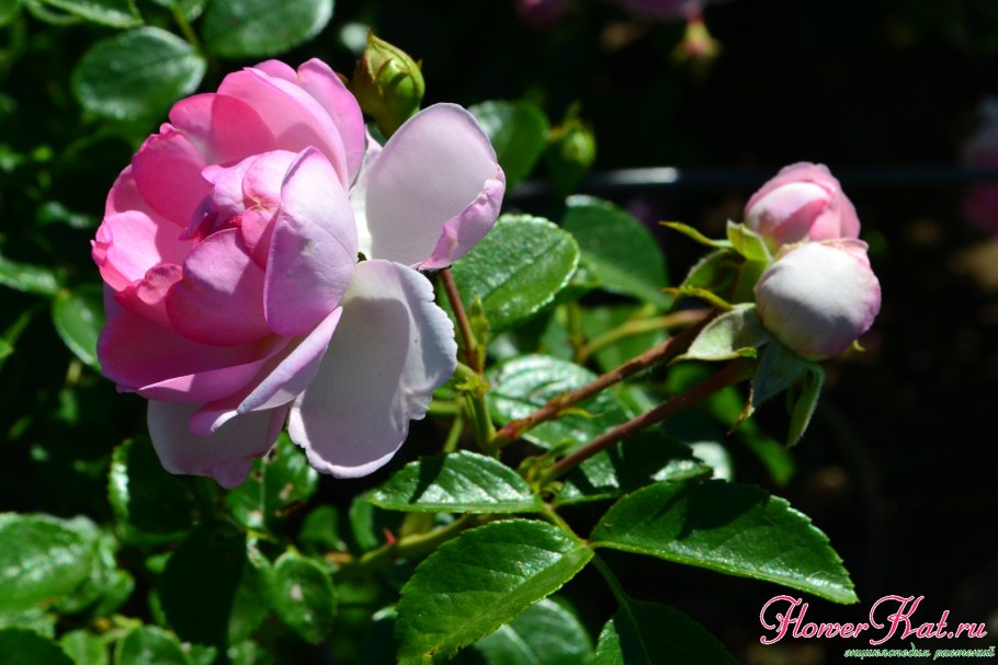 Роза Ясмина плетистая