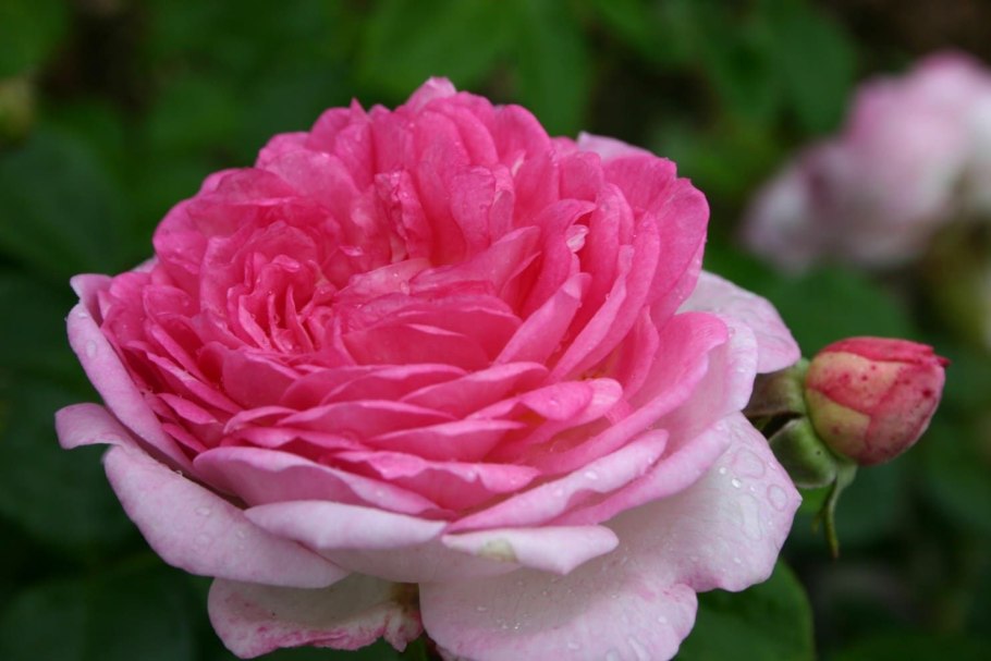 Роза Ясмина плетистая