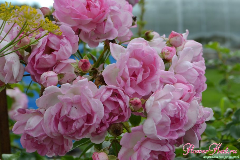 Роза "жасмина", Rosa "Jasmina", c7, шт