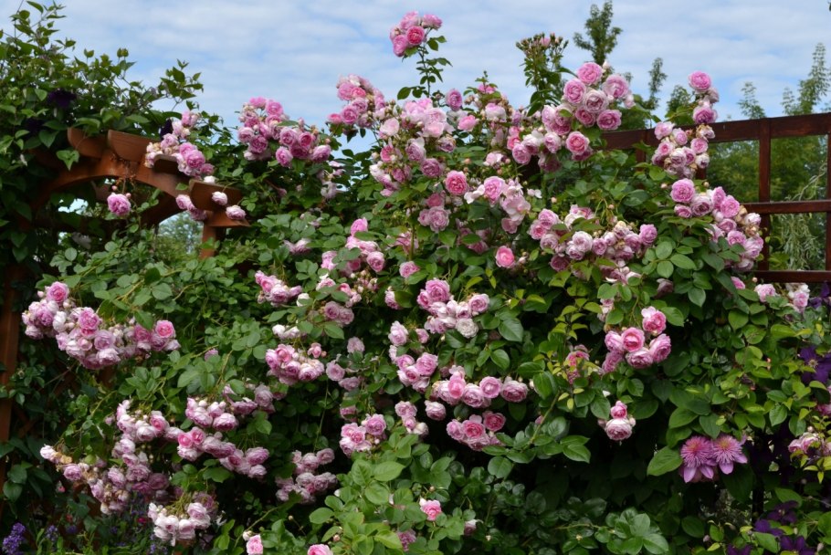 Роза Ясмина плетистая