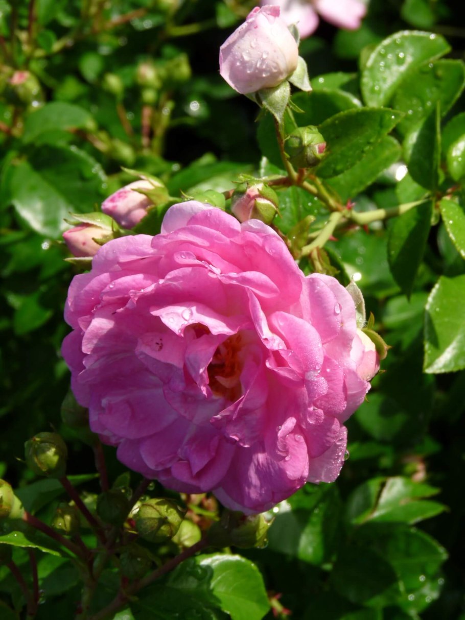 Роза Ясмина плетистая