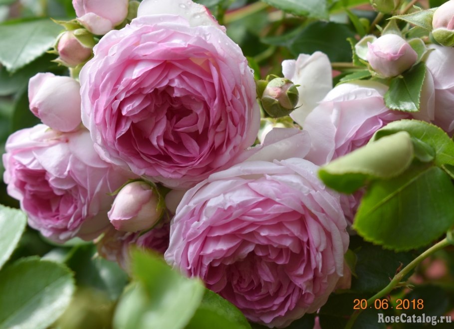 Роза жасмина на штамбе