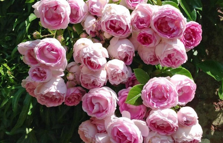 Роза Ясмина плетистая