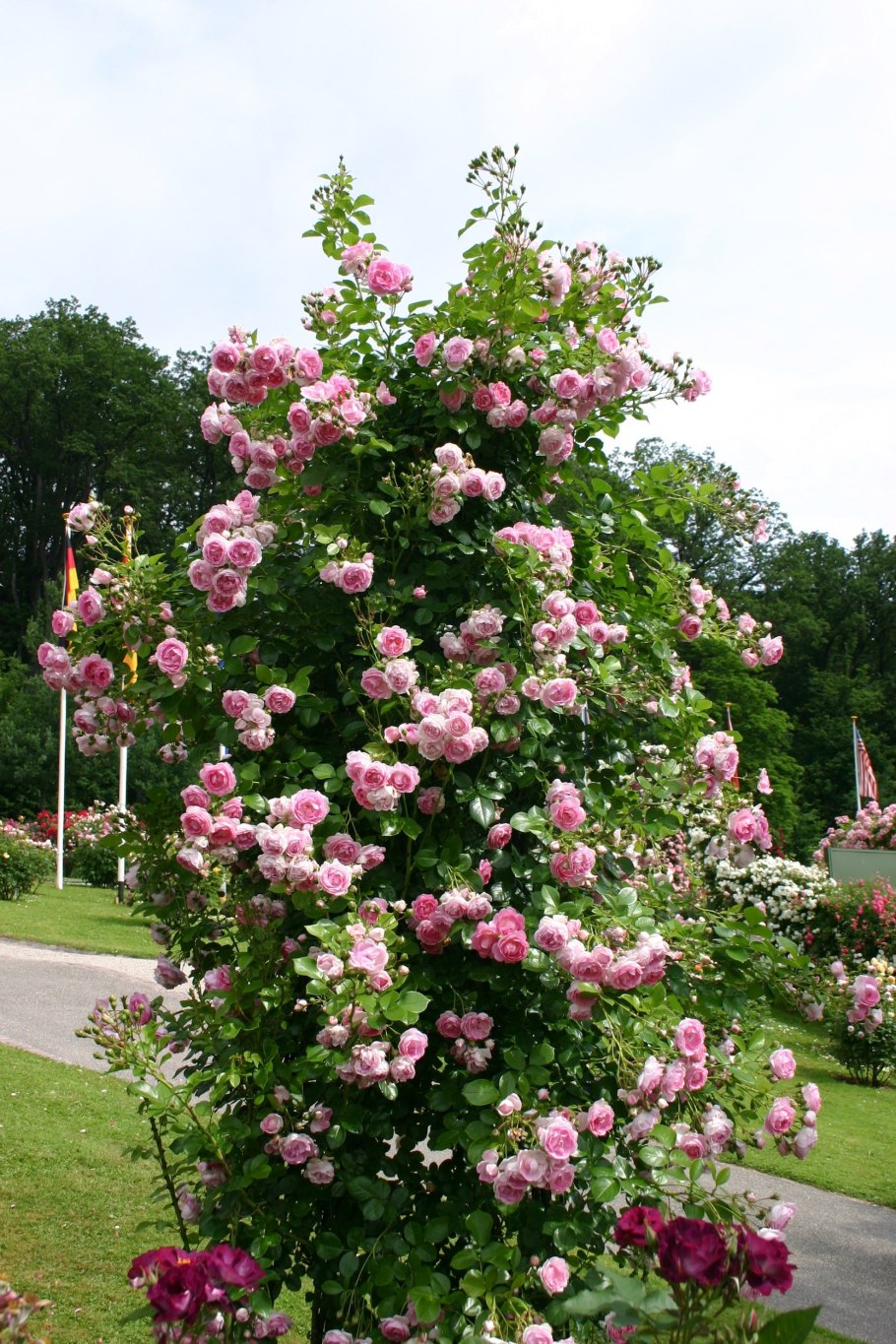 Роза плетистая Jasmina