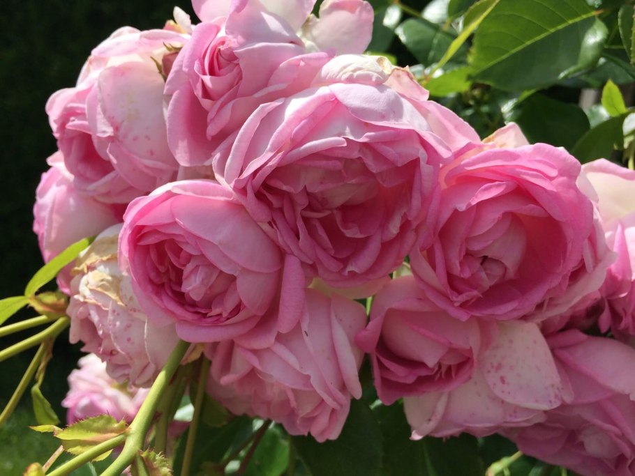 Amorosa роза Кордес