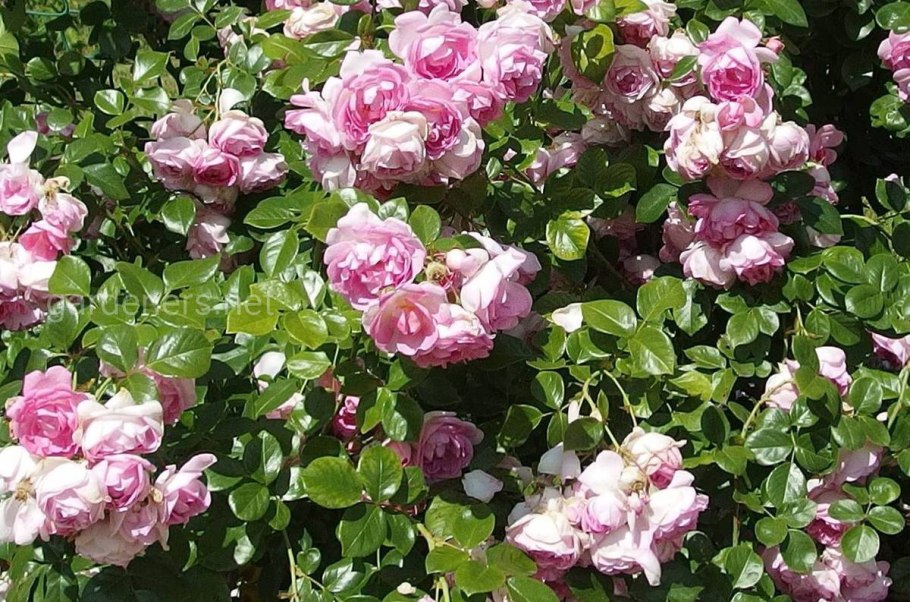 Роза Ясмина плетистая